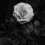 White Rose