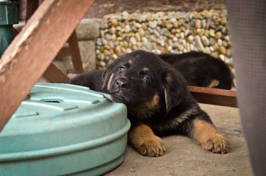 Sleepy puppy