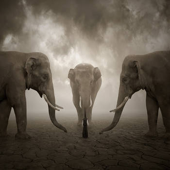 Elephant whisperer by Alshain4