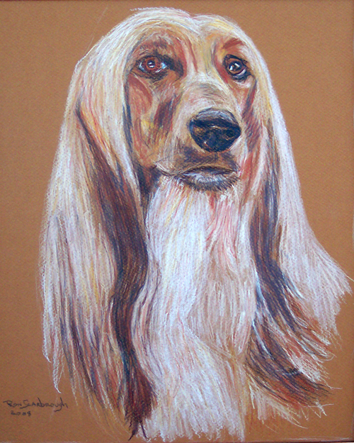 Afghan Hound