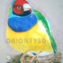 gouldian finch