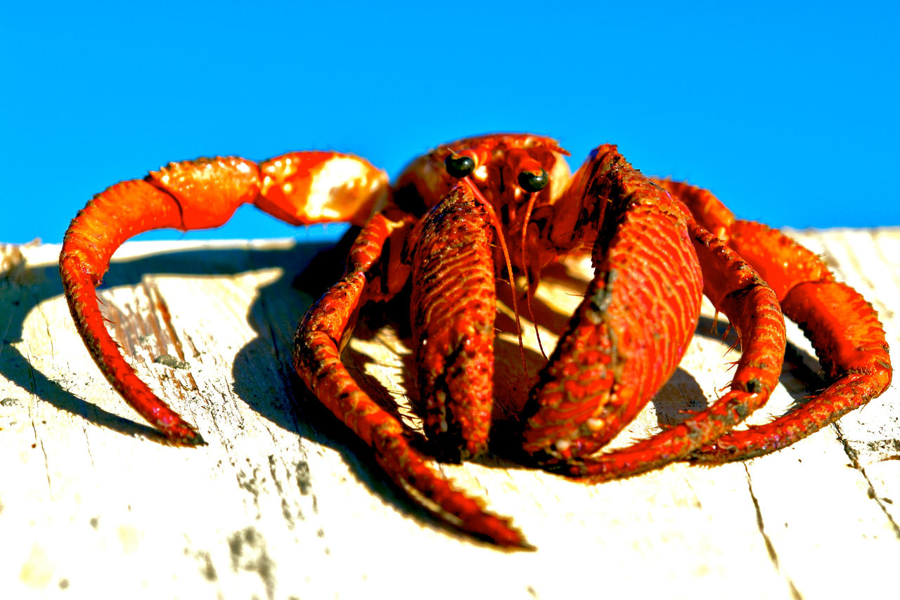 Paguro Bernardo By Ielioi On Deviantart