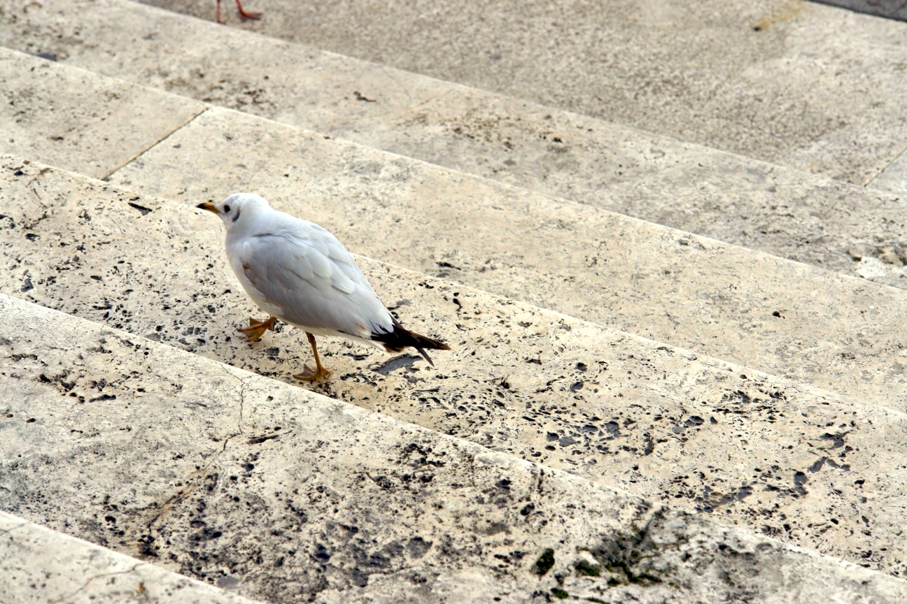 Gabbianella