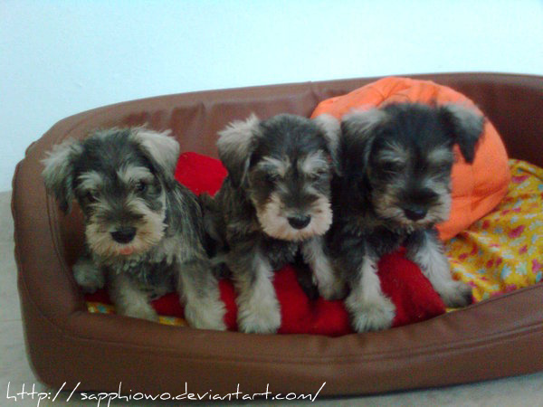 cachorros schnauzers :3