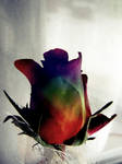 rainbow rose by yuya-yo