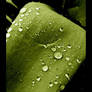 rain drops in green