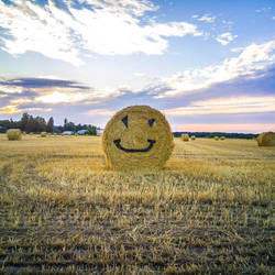 Happy Hay