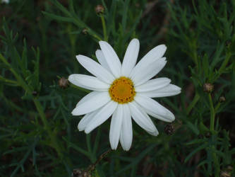 daisy 01