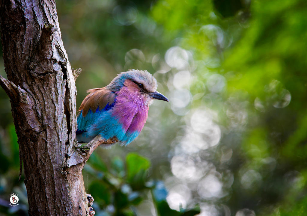 Kingfisher And Bokeh