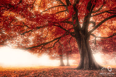 Mist Under The Red Canopy