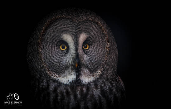 Great Grey Owl