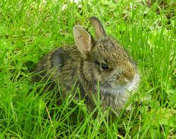 Baby Bunny