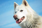 White fang by art-bores-me
