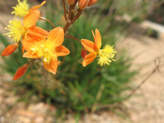 Orange in miniature