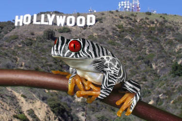 Frog in Hollywood