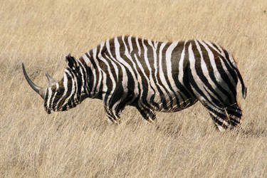 Rhino zebra