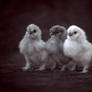 Les 3 petits poussins