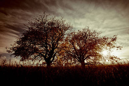 Two Trees d Automne