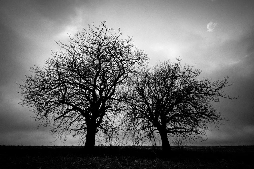 Two Trees Grisaille