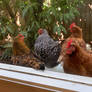 Feathered friends