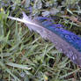 Feather 2003-07-18