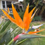 Bird of Paradise