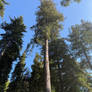 Big Sur Redwood