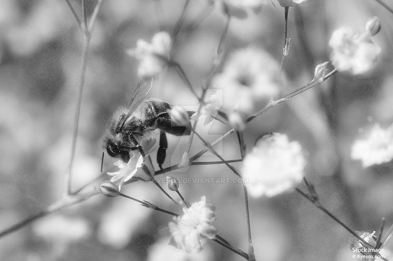 Drink at the wedding