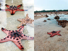 Knobbly Sea Stars