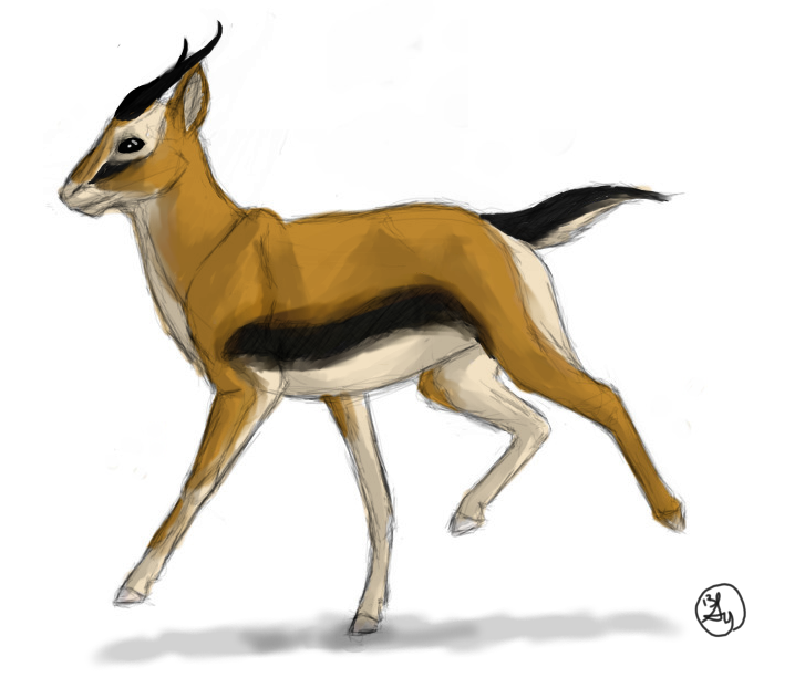 Gazelle