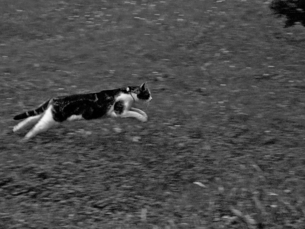 running cat by RealPanda on DeviantArt