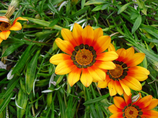 Flower Rising Rising Flower by angelwings17 on DeviantArt