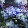 Forget-me-not