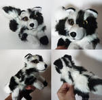 SOLD - Spotted Collie mix - small floppy