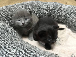 Kitten babies!