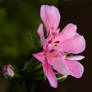 pink geranium