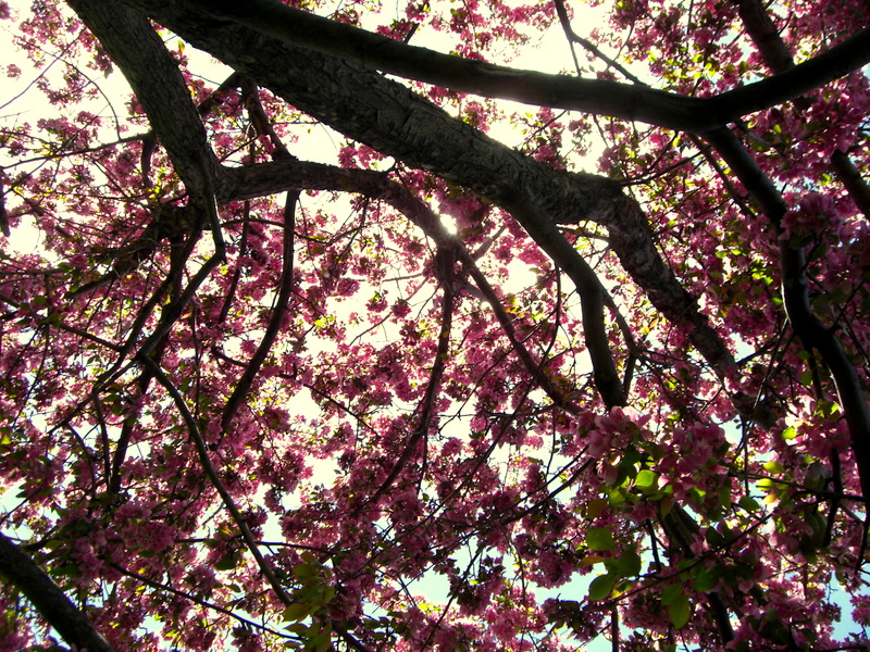 Sunkissed Petals