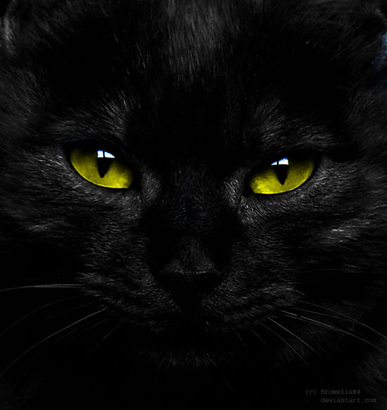 Черный зеленый глазками. Чёрный кот с зелёными глазами. Красивый черный кот. Черная кошка с зелеными глазами. Красивая черная кошка с зелеными глазами.