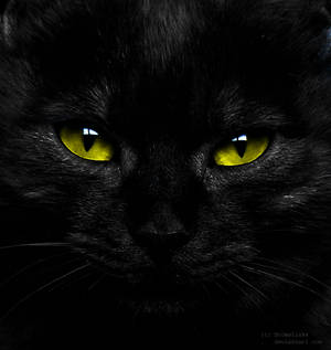 black cat IV