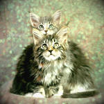 Two cats by Bromelia94