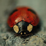 Ladybird by Bromelia94