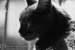 mrau by Bromelia94
