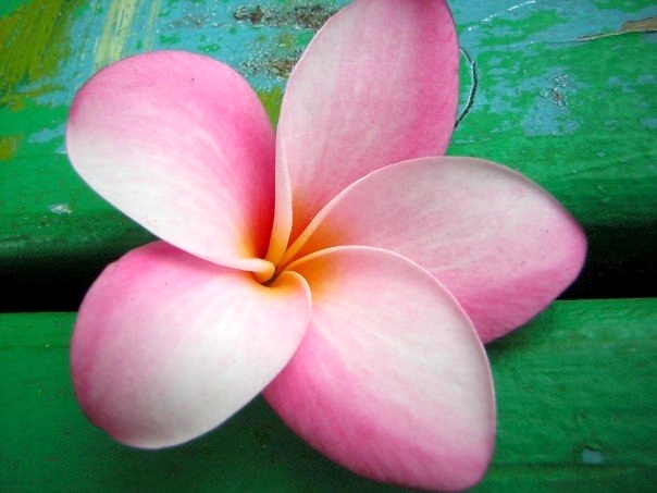 Plumeria 1