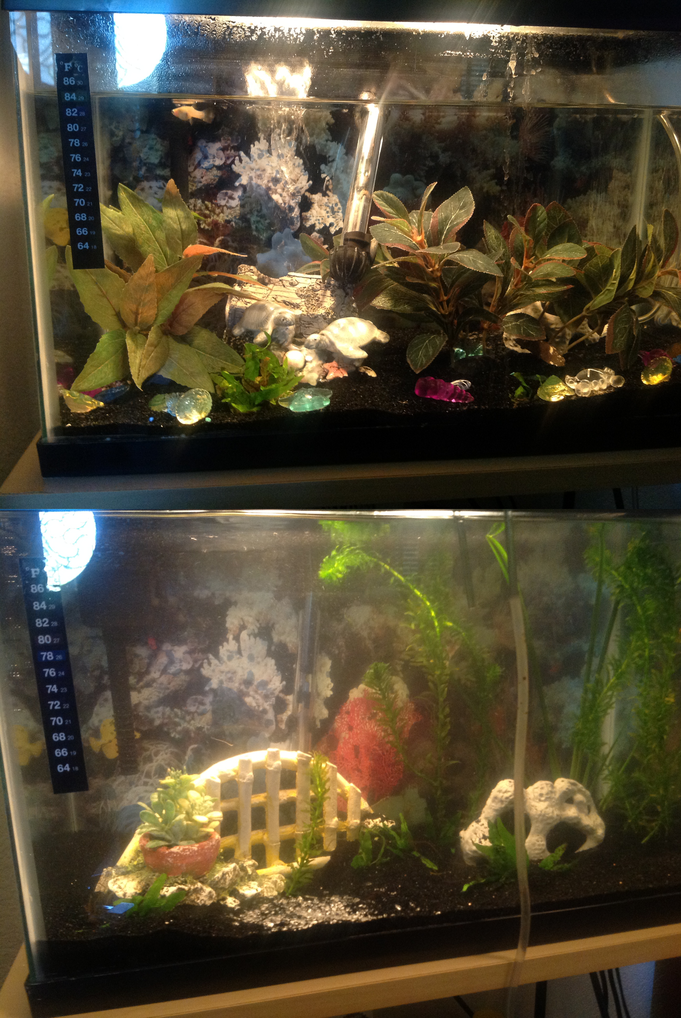 My Grandma's Aquarium, B4 and After