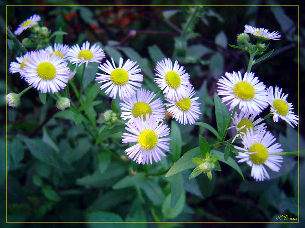 Camomile