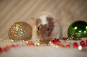 Bandita the rat by FreestylePaws Bandita the rat by FreestylePaws