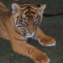 Dreamworld Tiger Cubs: Jaya