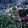 Autumn-droplets by AndySimmons