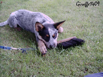 Australien Cattle Dog 6