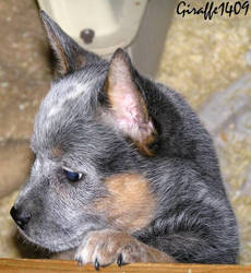 Australien Cattle Dog 7